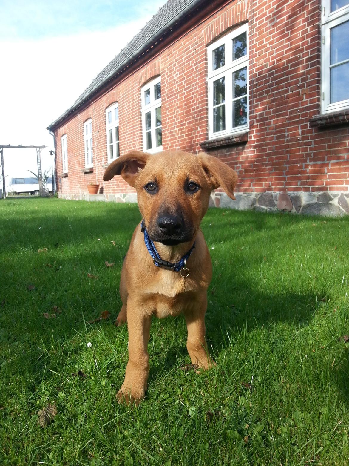 Blanding af racer *ASLAN* billede 2