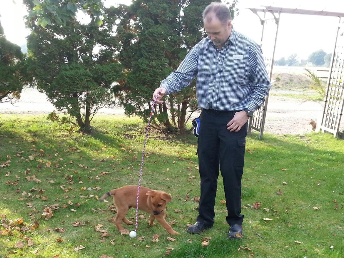 Blanding af racer *ASLAN* billede 3