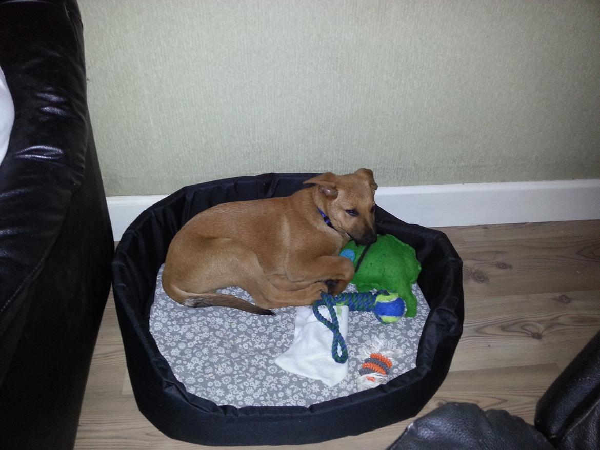 Blanding af racer *ASLAN* billede 5