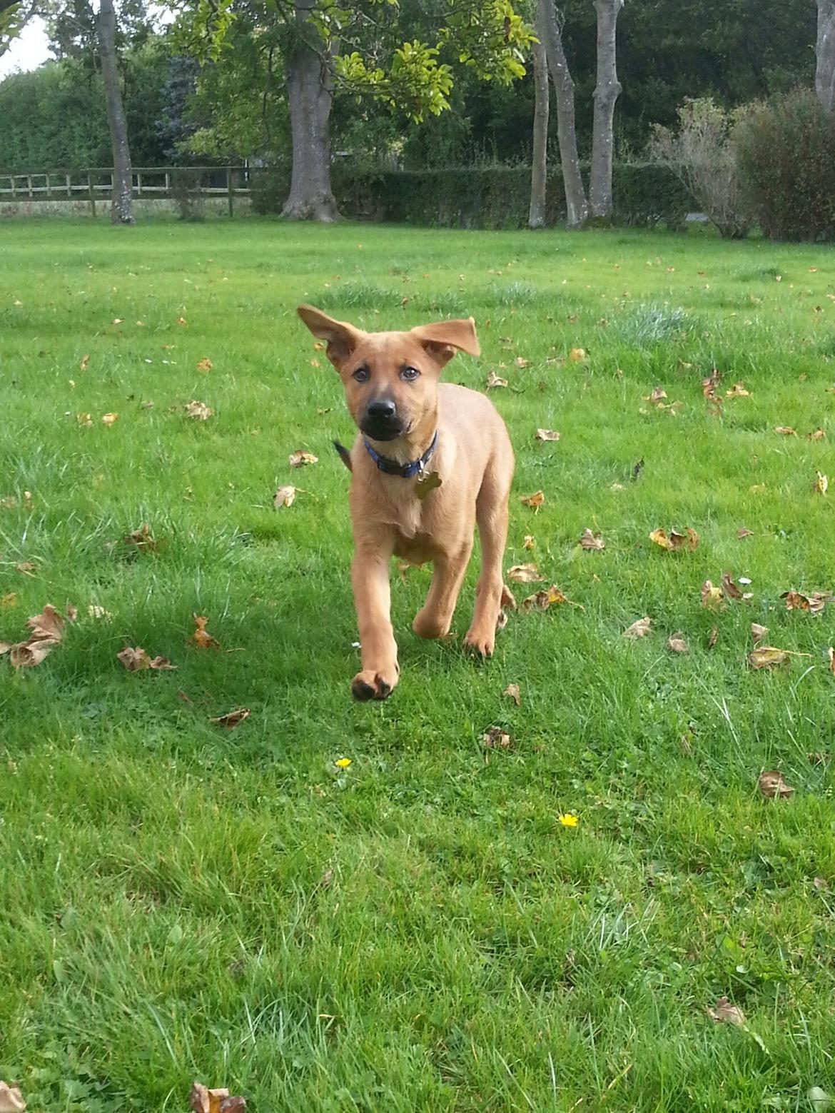 Blanding af racer *ASLAN* billede 6