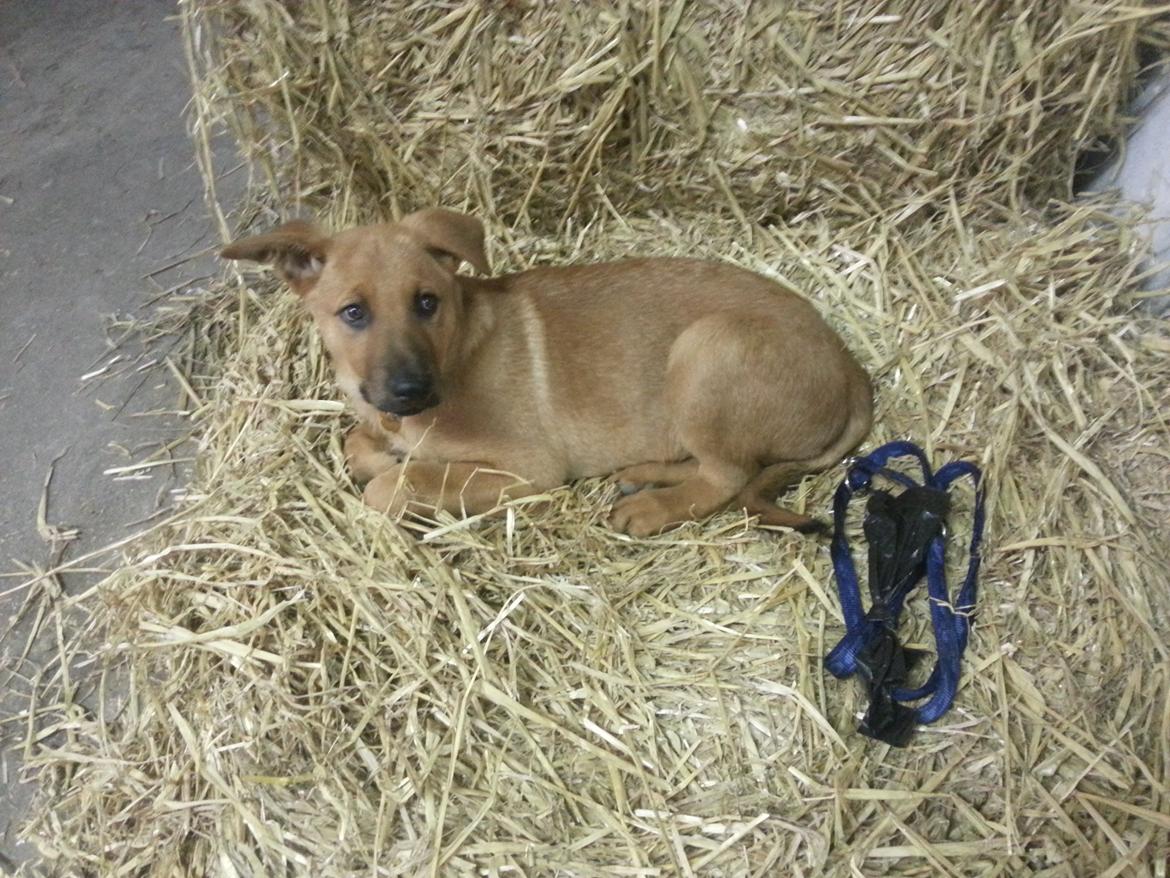 Blanding af racer *ASLAN* billede 7