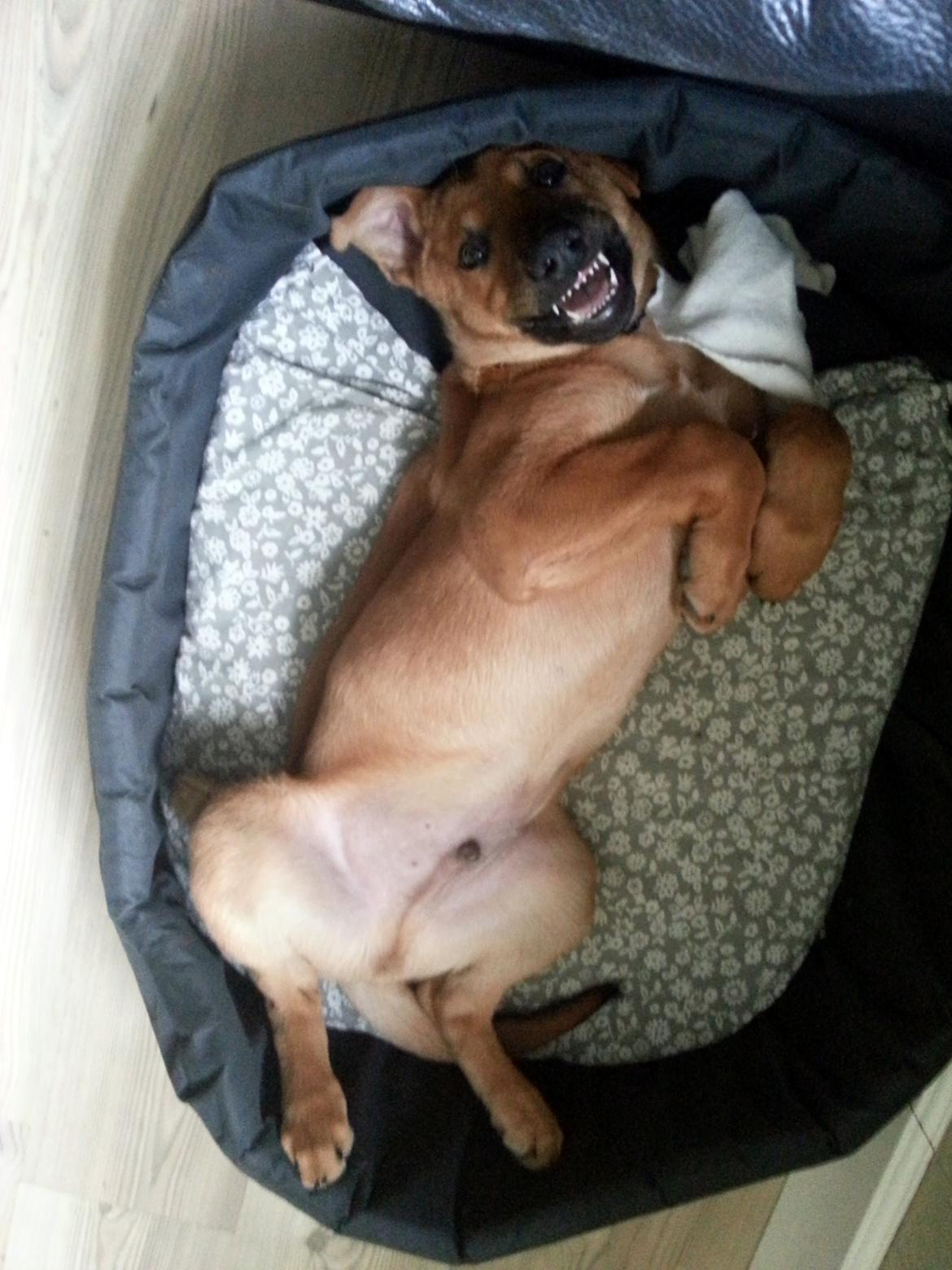 Blanding af racer *ASLAN* billede 8