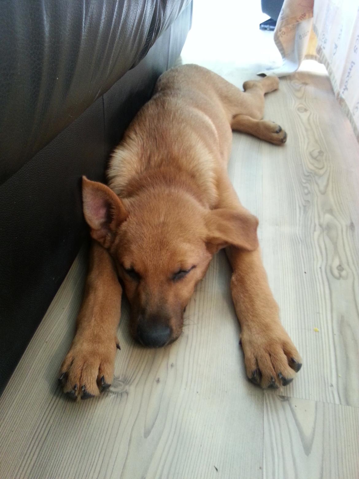 Blanding af racer *ASLAN* billede 10