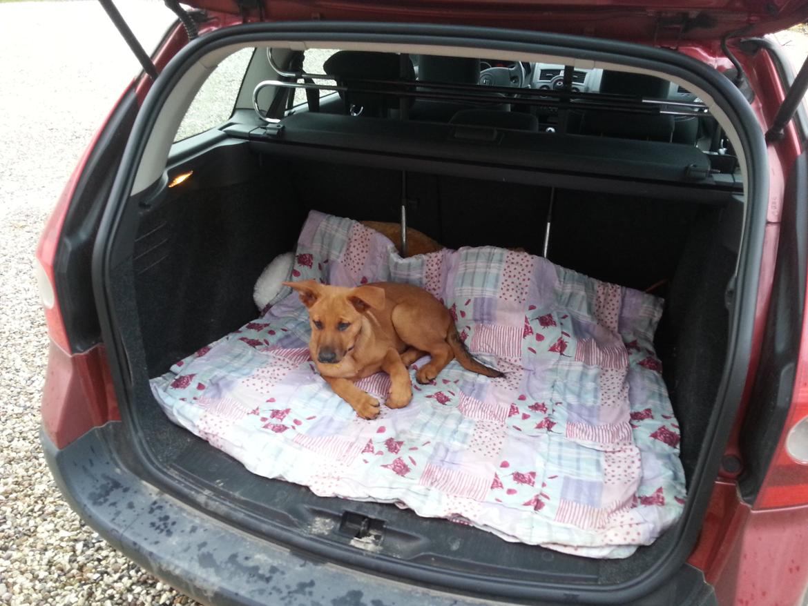 Blanding af racer *ASLAN* billede 11