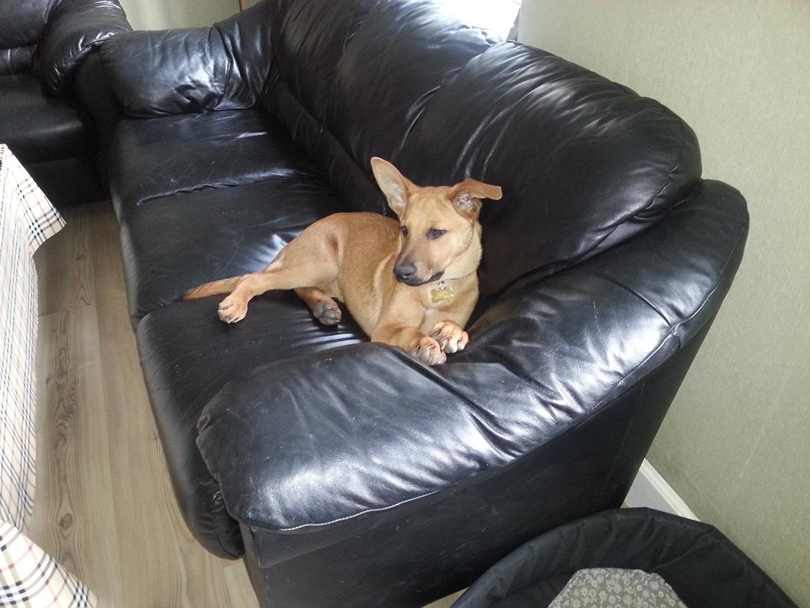 Blanding af racer *ASLAN* billede 13