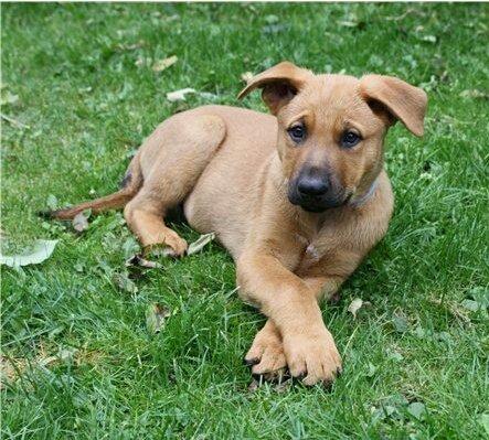 Blanding af racer *ASLAN* billede 14