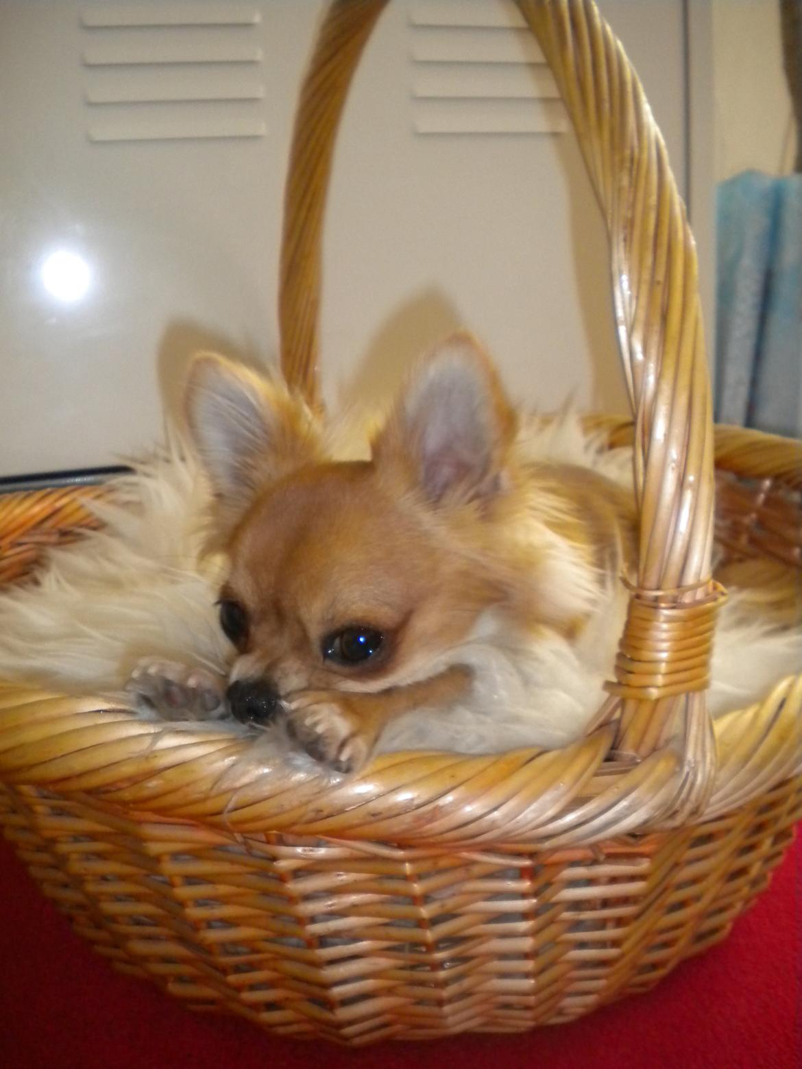 Chihuahua Valentino - Dejligt med lammeskind billede 9