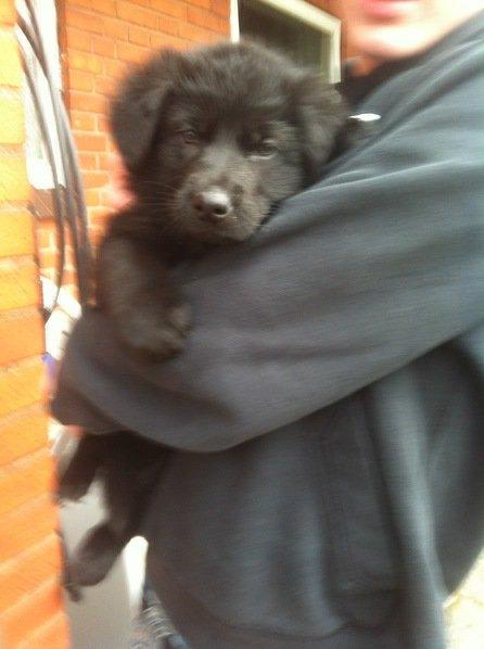 Blanding af racer Bailey - Taget ude ved opdrætteren, 1 uge før vi fik hende.  billede 7