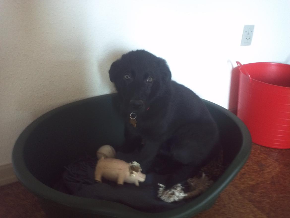 Blanding af racer Bailey - 11 Uger billede 8