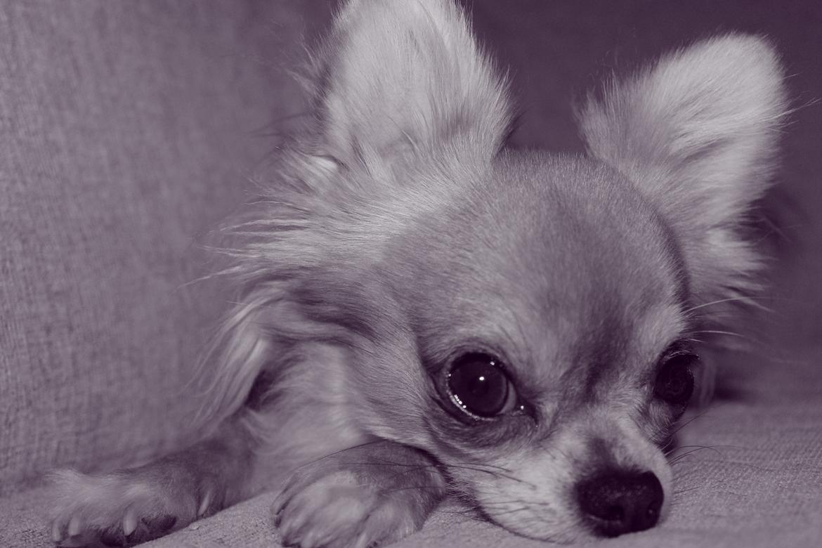 Chihuahua Valentino billede 10