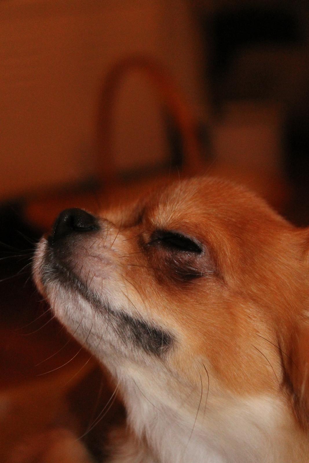 Chihuahua Valentino - "It feels GOOOOOD to be chihuahua!" billede 11