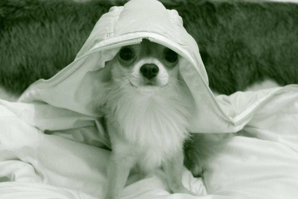 Chihuahua Valentino - Skal vi lege gemmeleg? billede 12