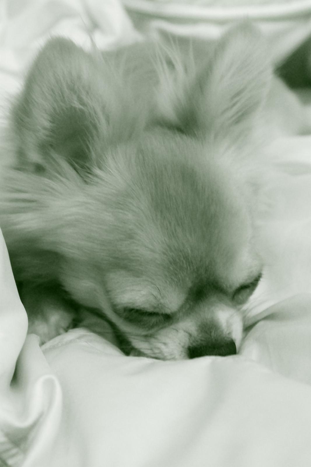 Chihuahua Valentino billede 13