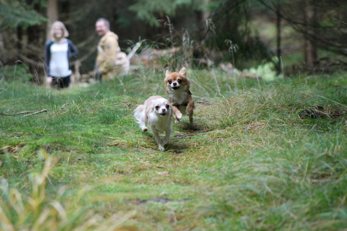 Chihuahua Valentino - Løbeleg i skoven - weeee.... billede 15