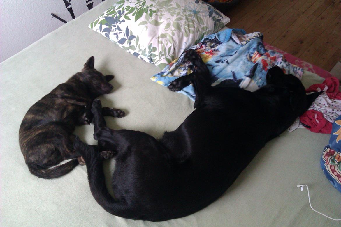 Blanding af racer Bella - Bella og kaito sover :) billede 18