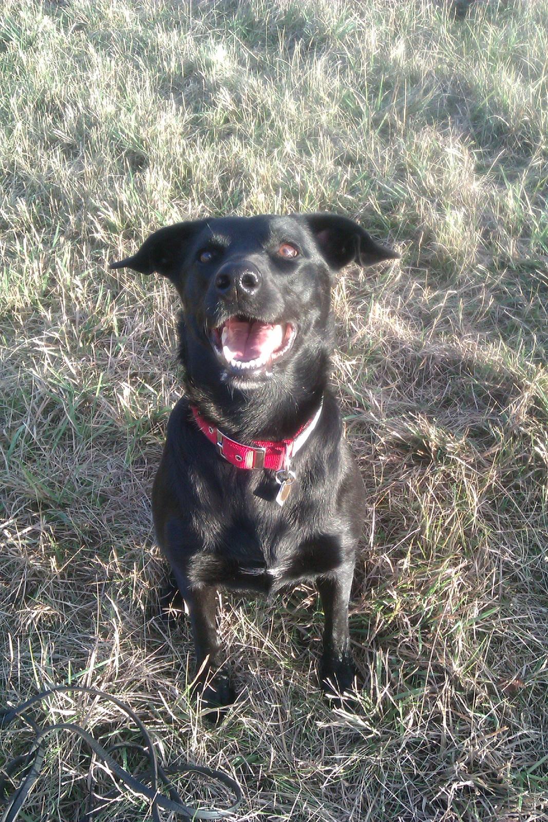 Blanding af racer Bella billede 19