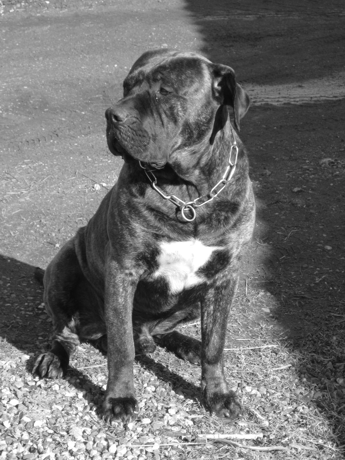 Dogo canario boss billede 1