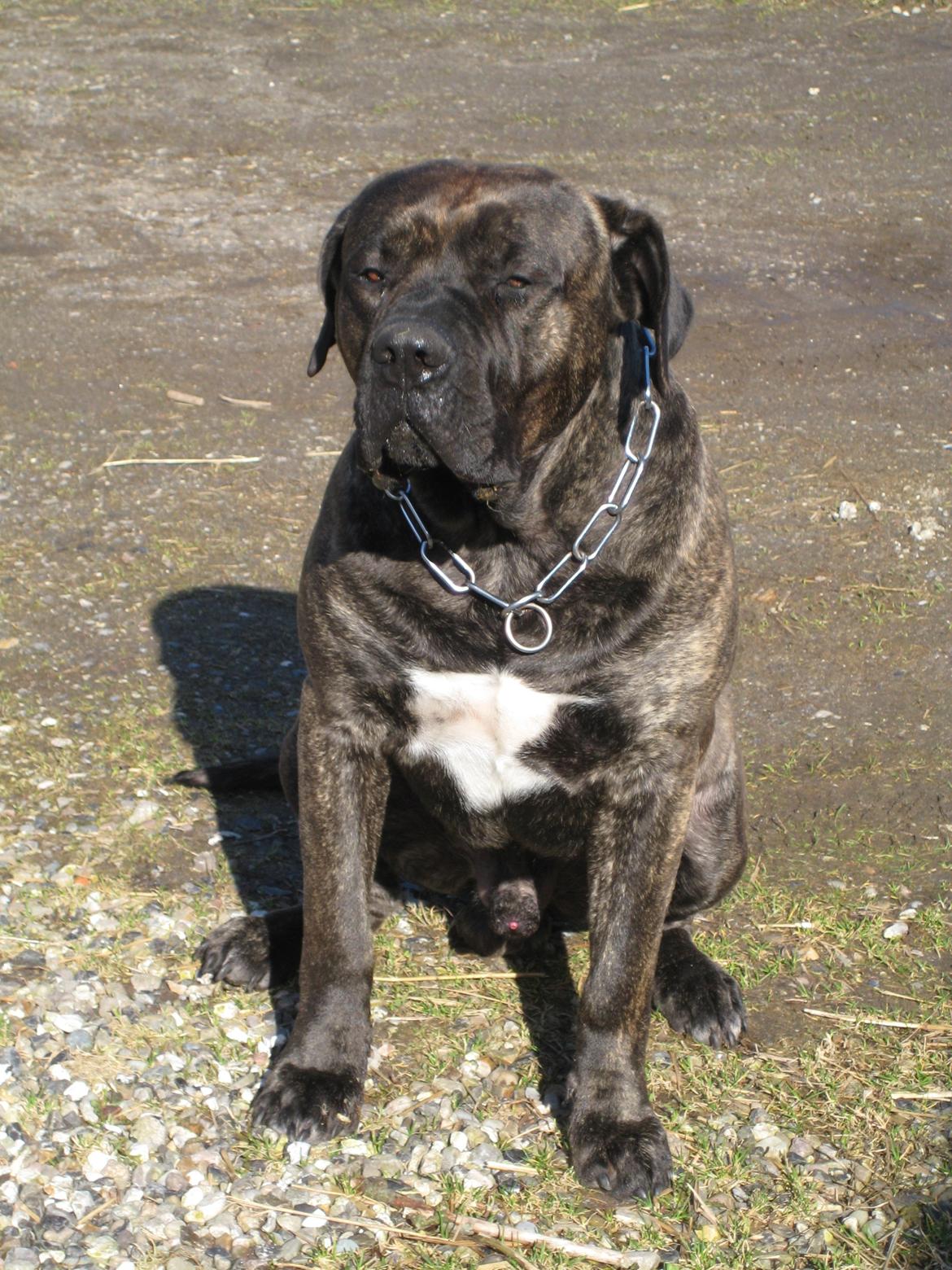 Dogo canario boss billede 18