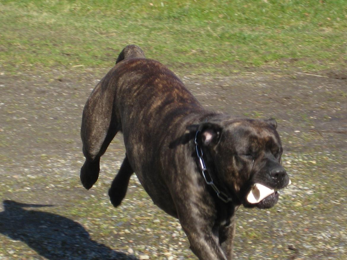 Dogo canario boss billede 19