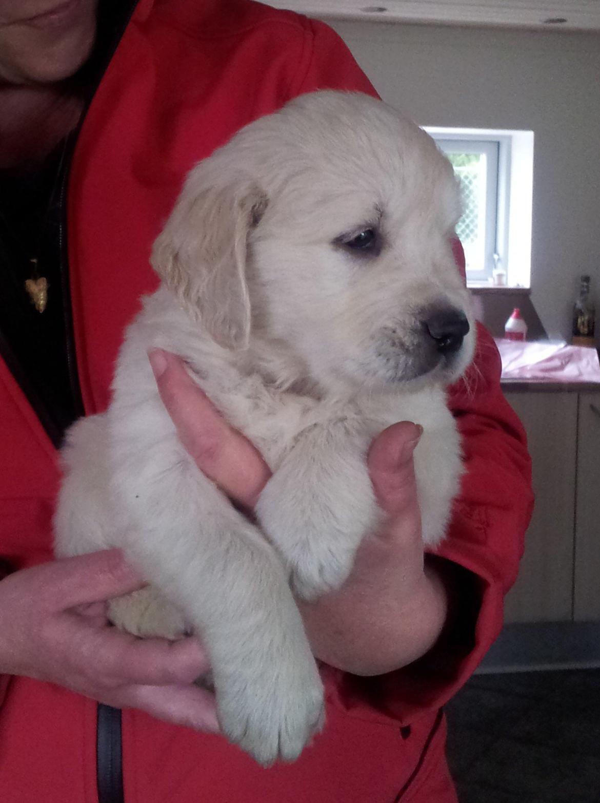 Golden retriever Jack - Besøg hos opdrætter. 5 uger gl.  billede 1