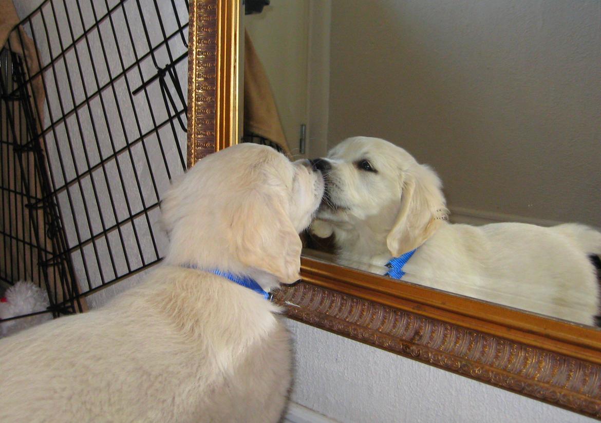Golden retriever Jack - 8 uger gl. og 1. dag i det nye hjem. Dejligt at se et kendt ansigt. :) billede 2