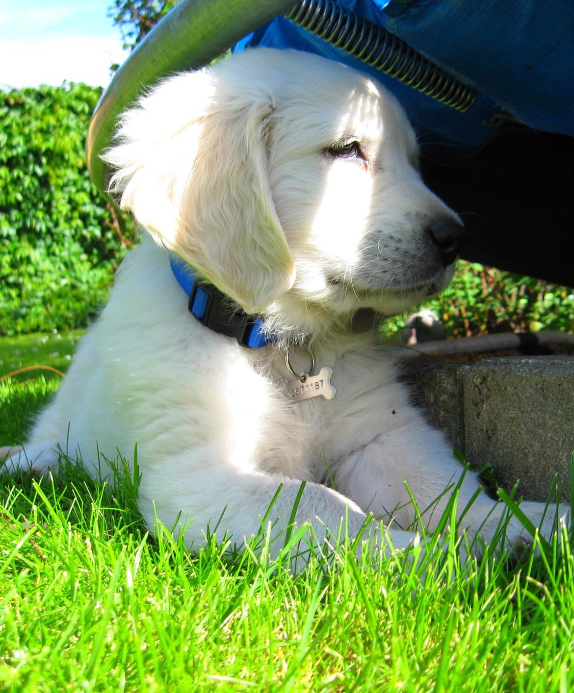 Golden retriever Jack billede 3