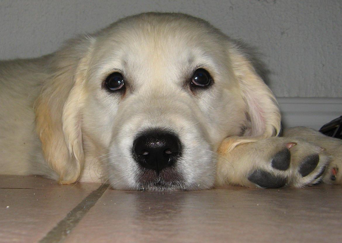 Golden retriever Jack billede 4