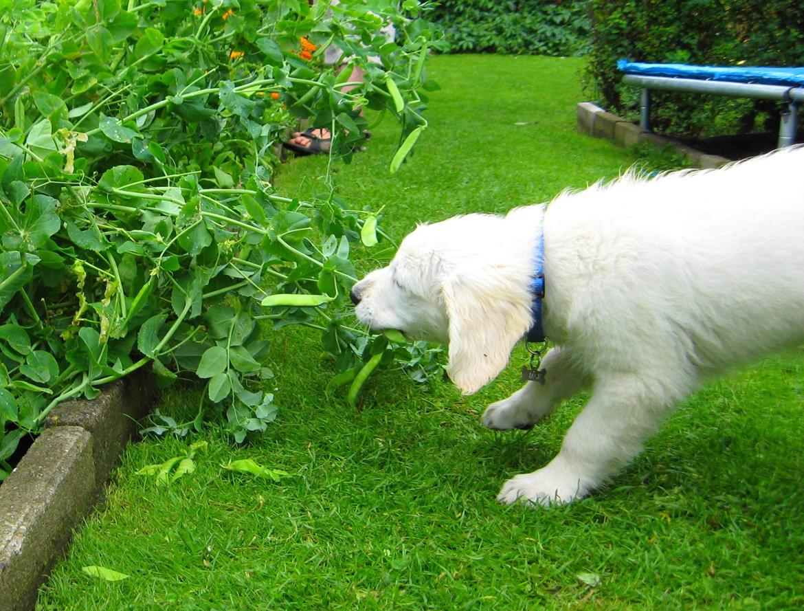 Golden retriever Jack - De kalder mig "Jack the Ripper" - gad vide hvorfor!? billede 5