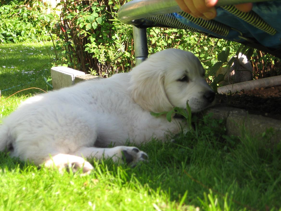 Golden retriever Jack billede 6