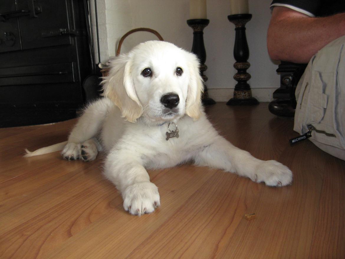 Golden retriever Jack - Det er altså ikke nemt, at lade være med at tage den heeeelt vildt lækre godbid, når man kun er 10 uger gl. billede 7