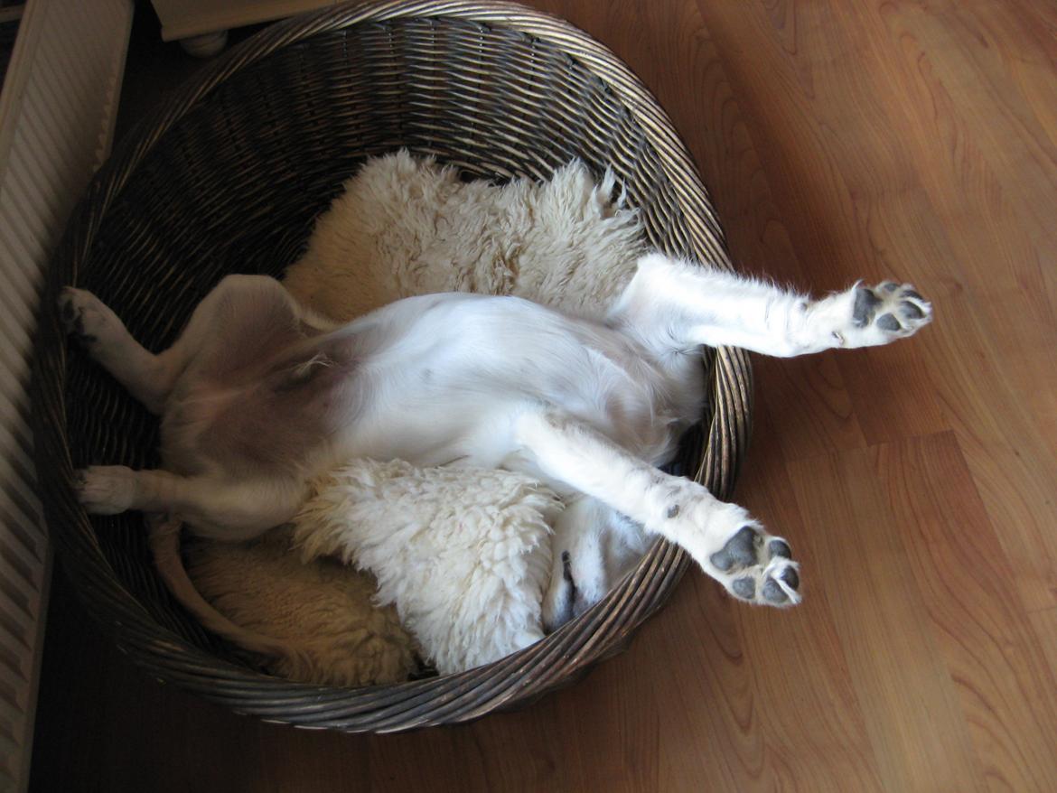 Golden retriever Jack - Åhhhh så træt man bliver af at være til hvalpeleg. billede 9