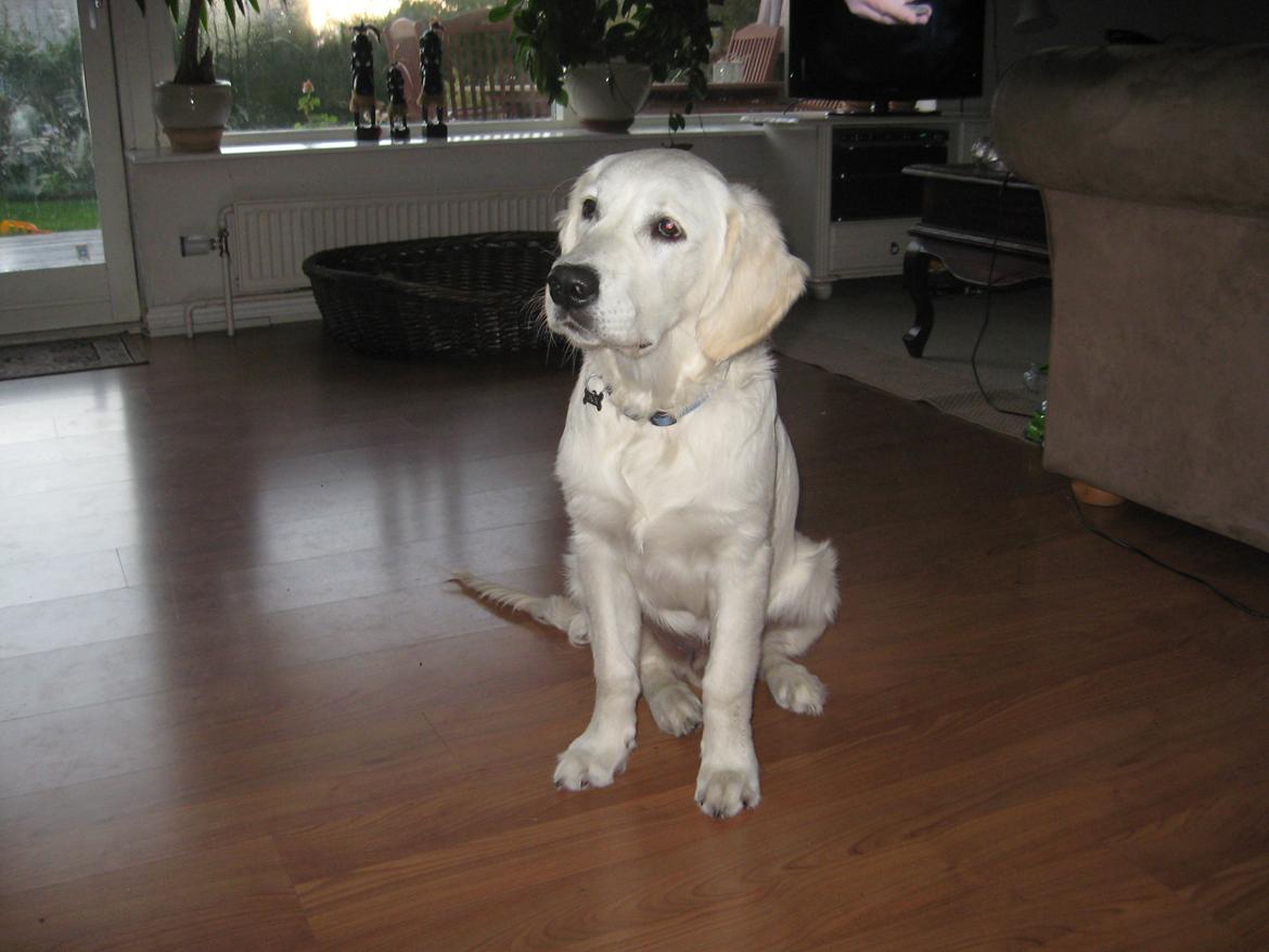 Golden retriever Jack billede 10
