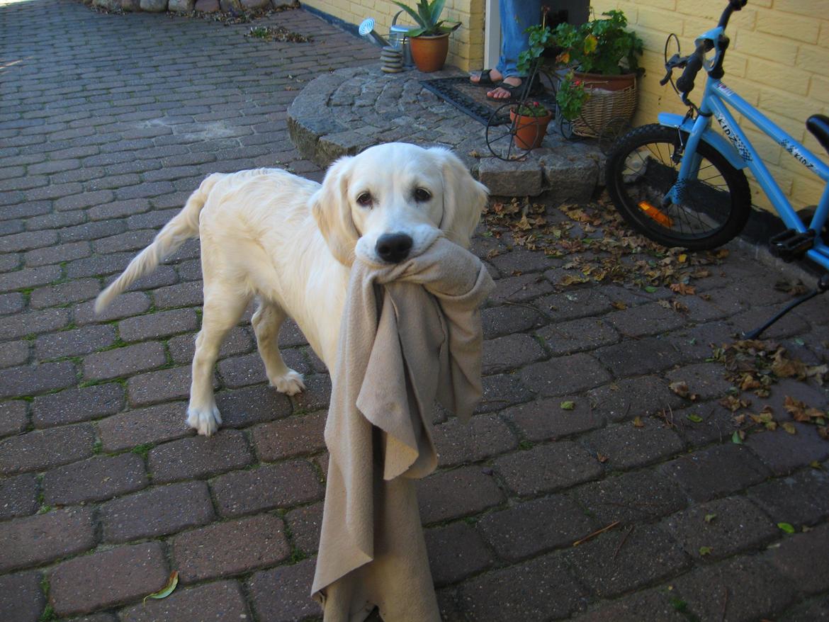 Golden retriever Jack - Jack med sit yndlingslegetøj: Suttekluden. :) billede 11