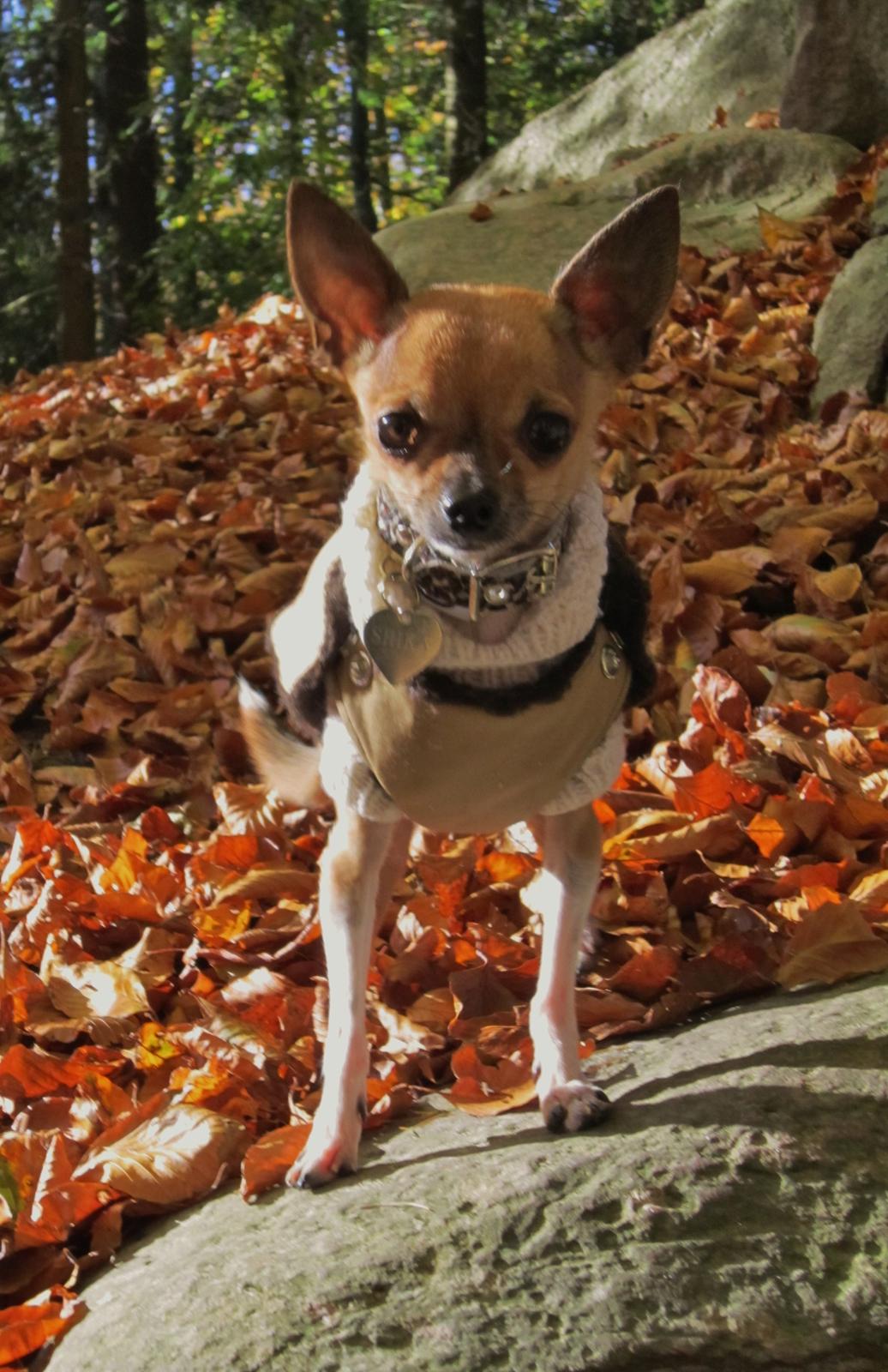 Chihuahua *~ Shika ~* R.I.P - Så er vi på skovtur - Dejligt! :) 
28.10.12 billede 3