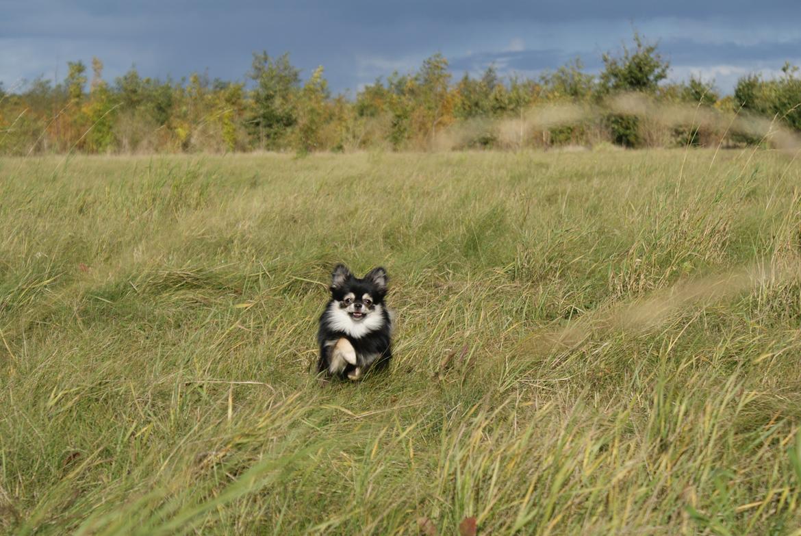 Pomeranian Baby billede 4