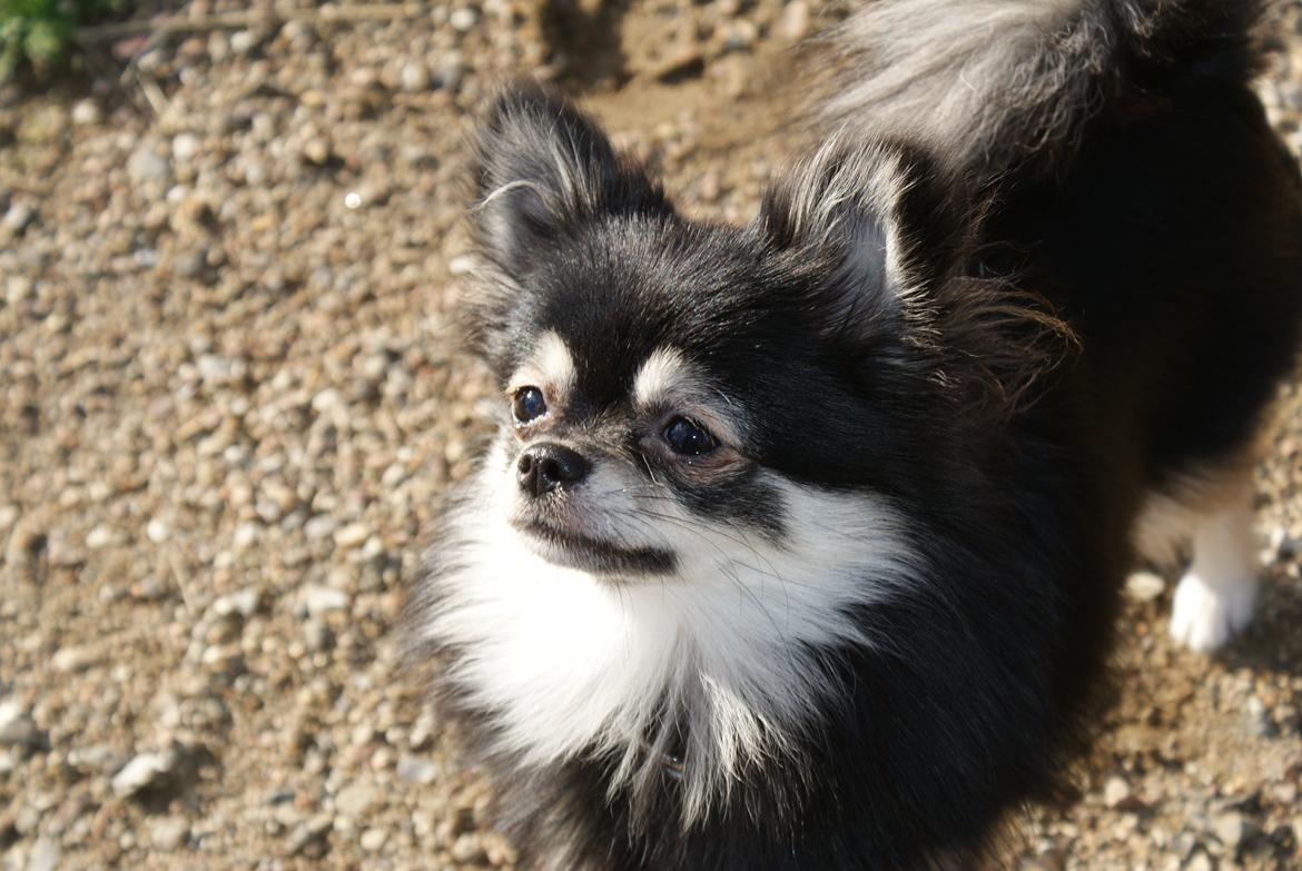 Pomeranian Baby billede 5