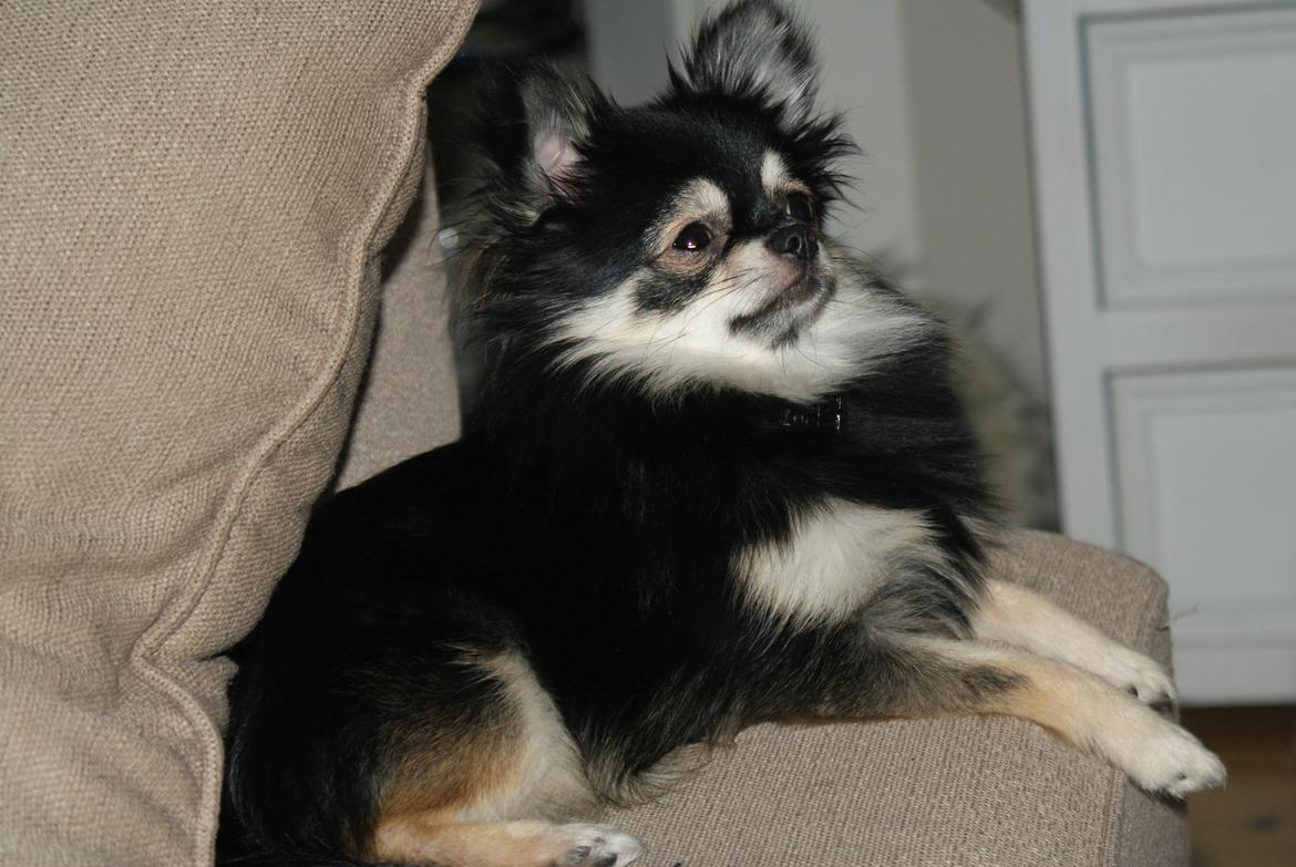 Pomeranian Baby billede 20