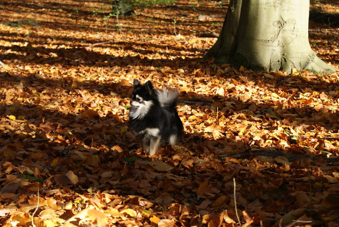 Pomeranian Baby billede 7