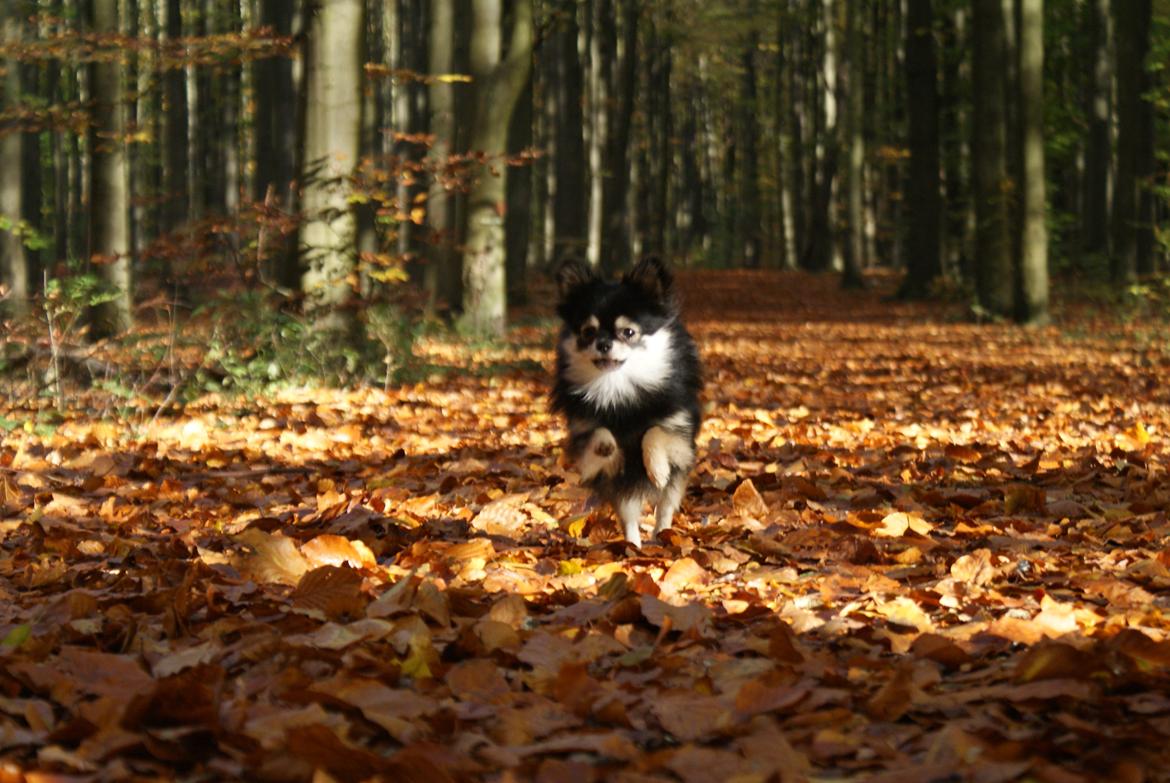 Pomeranian Baby billede 6