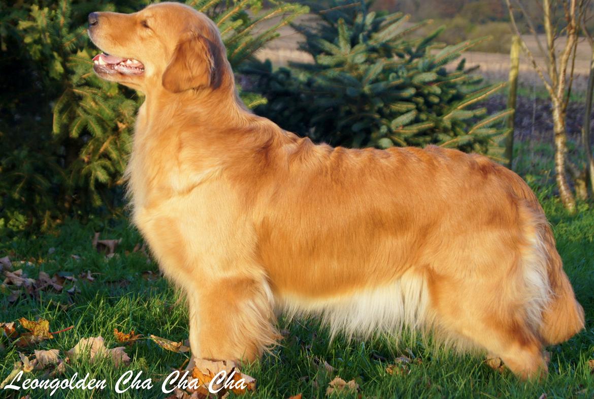 Golden retriever Leongolden Cha Cha Cha - Cha Cha 2,5 år gammel

27.10.12 billede 1