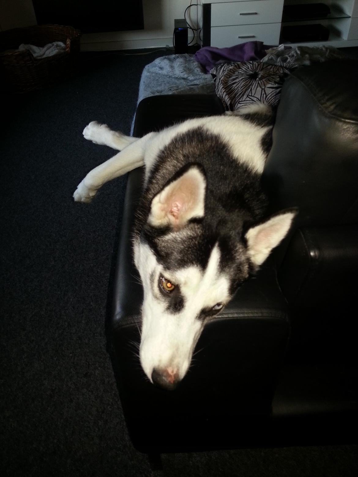 Siberian husky Gaia billede 8