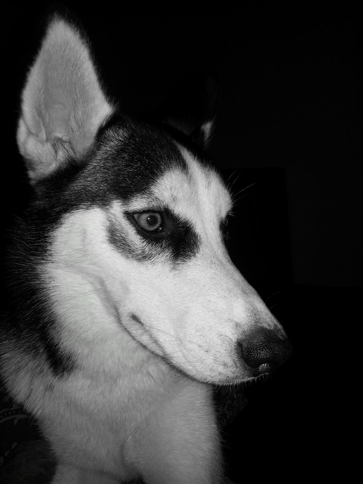 Siberian husky Gaia - Gaia♥ billede 9