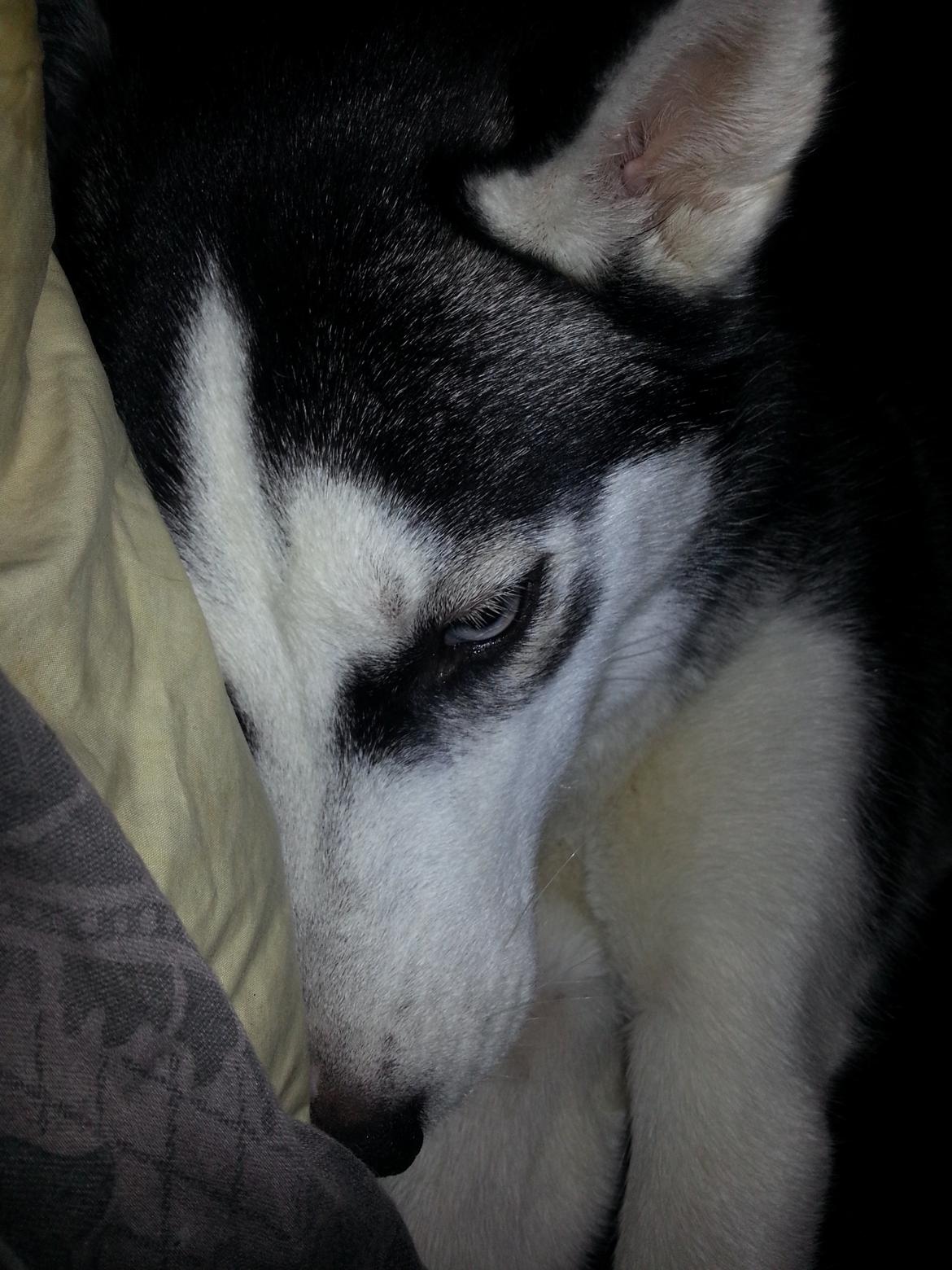 Siberian husky Gaia - Lille putte pige i dynerne... :-) billede 10