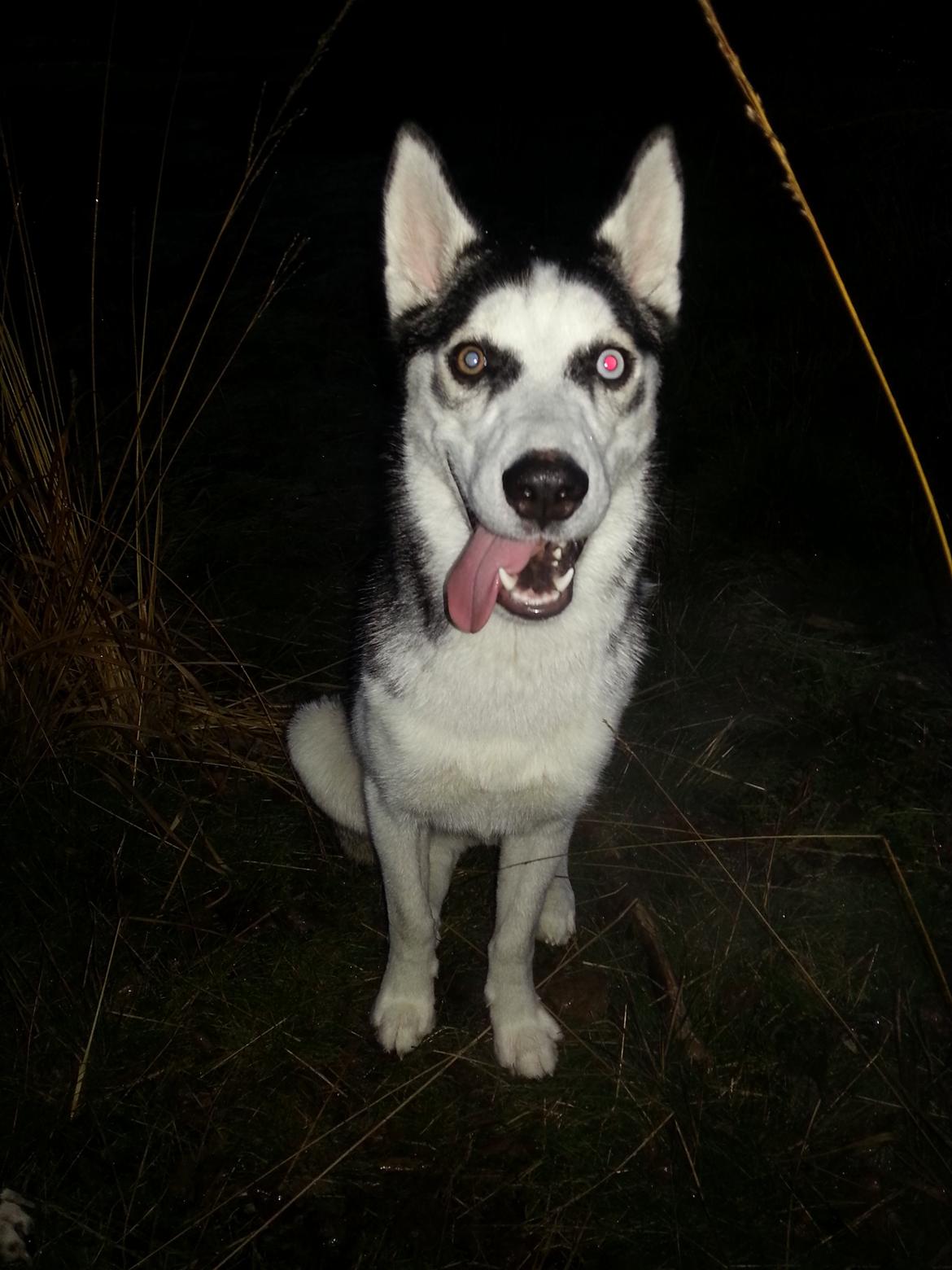 Siberian husky Gaia - Morgentur i skoven kl 7... :-) billede 11