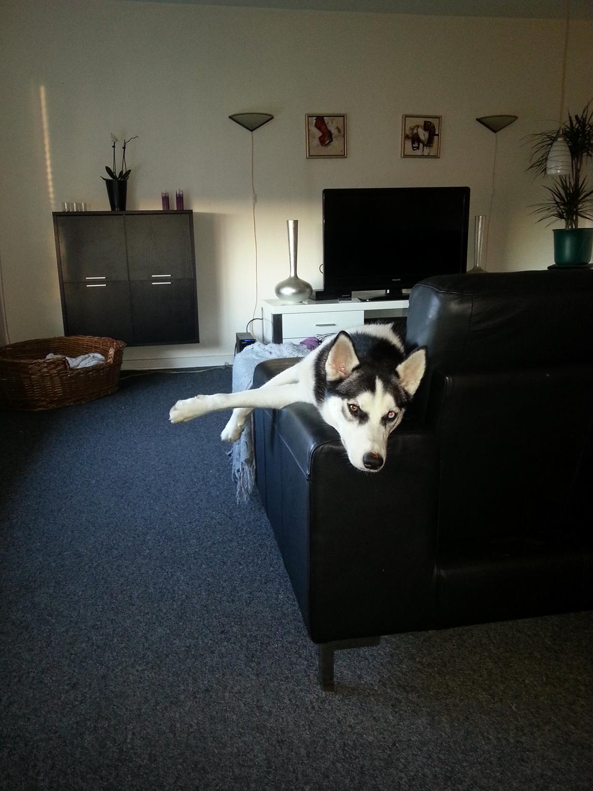 Siberian husky Gaia - Crasher stadig.... Gaaab... billede 12