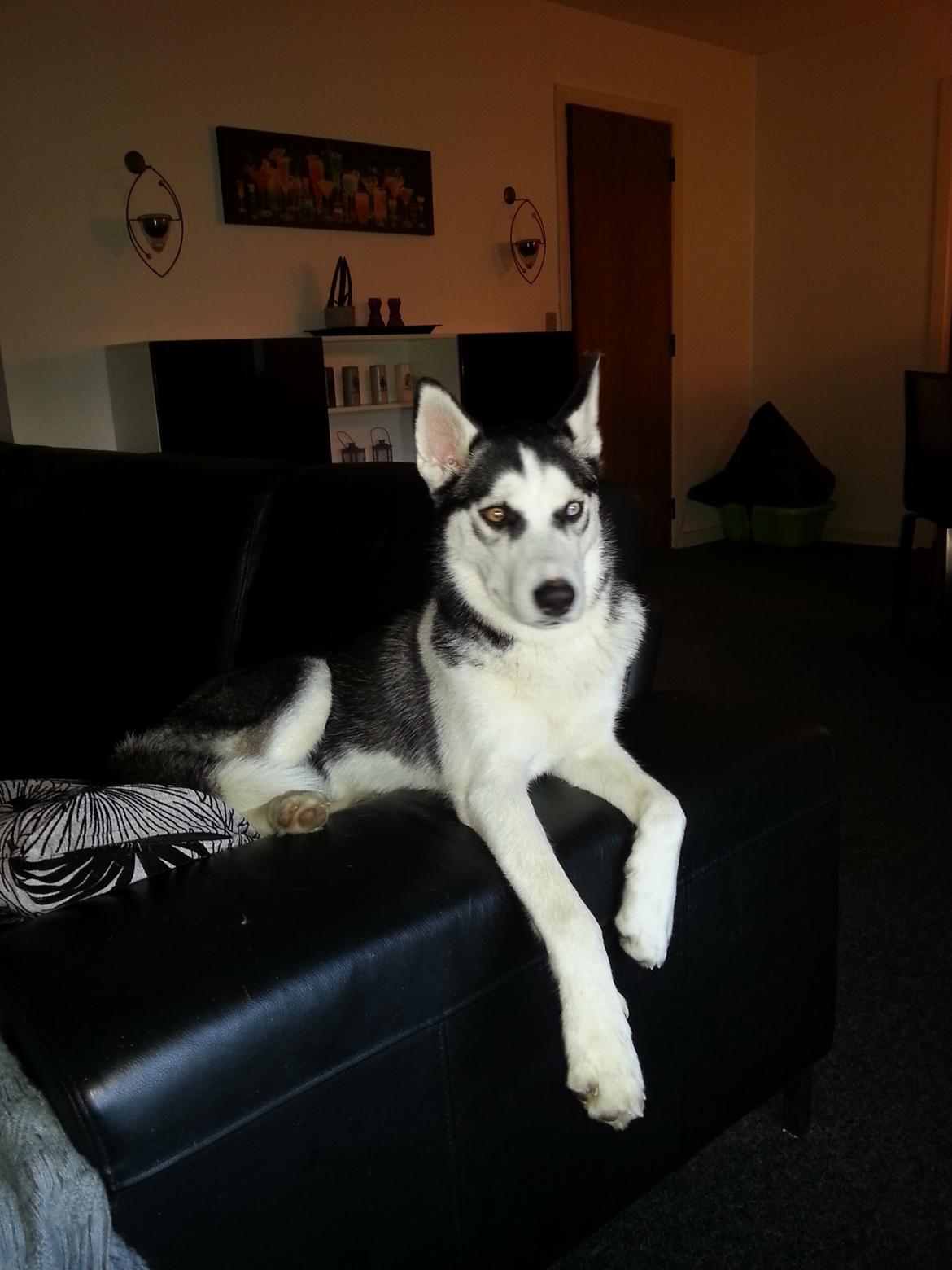 Siberian husky Gaia - Lidt diva over damen... :-) billede 13