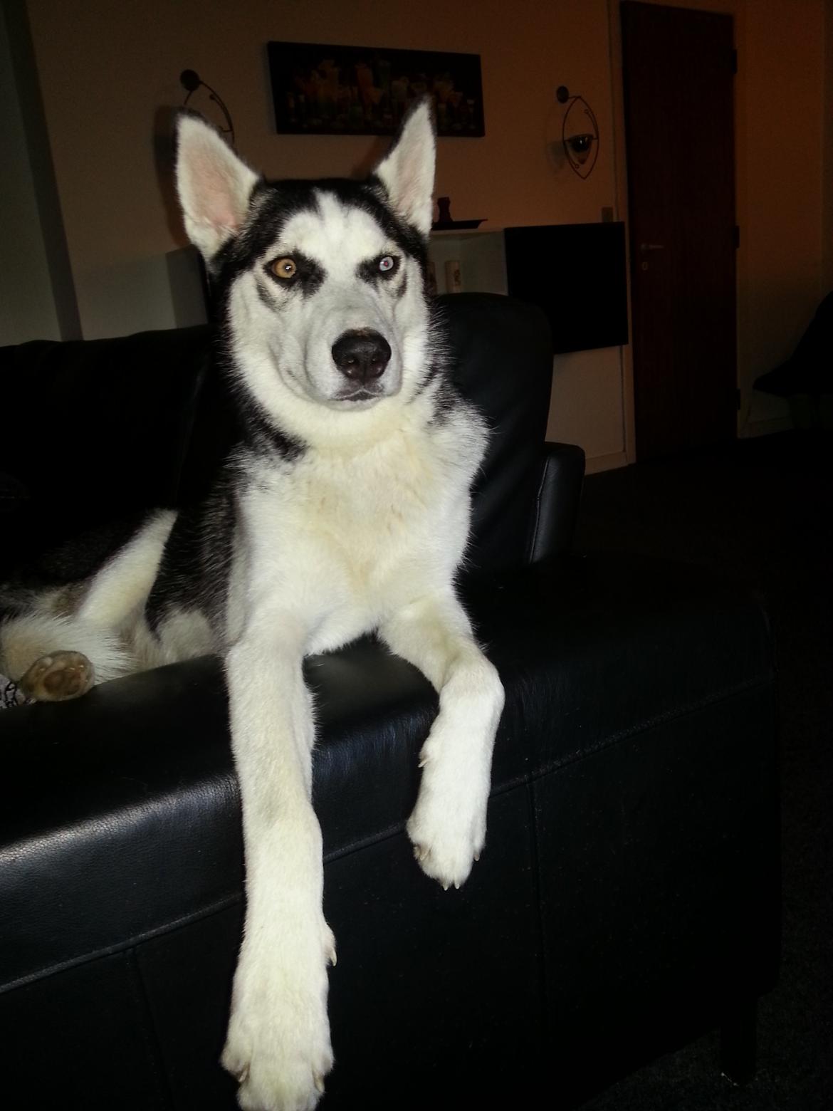 Siberian husky Gaia - Ta da:-) billede 14