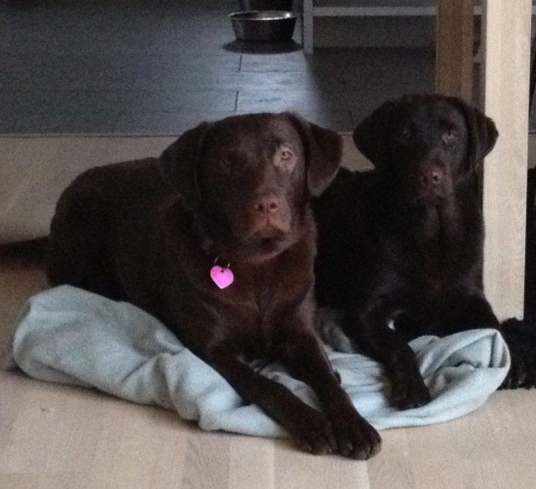 Labrador retriever muffi - Luna og Muffi :) billede 9