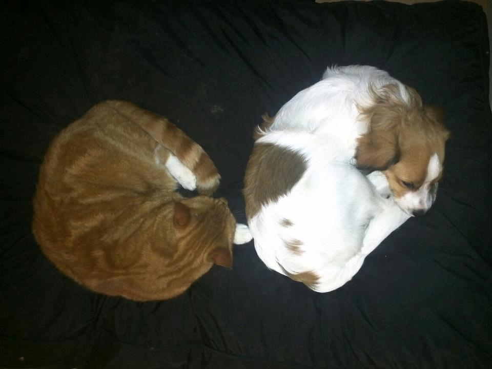 Kooikerhondje Charlie - Lykken er at have en at sove sammen med. billede 7