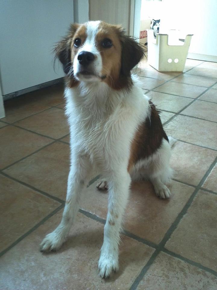 Kooikerhondje Charlie - Sit? Dæk? Hvad vil du ha mig til? billede 8